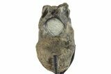 Hadrosaur (Hypacrosaurus) Vertebra with Stand - Montana #353435-3